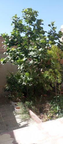 منزل ویلایی فروش ۲۸۵متری شیراز