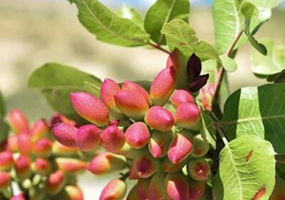 افزایش-بار-درخت-پسته