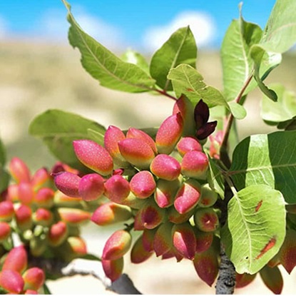 آینده را اکنون بخرید (فروش زمین)